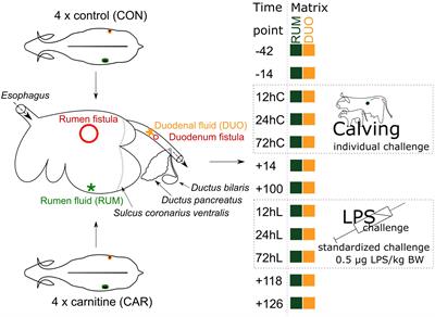 Cow’s microbiome from antepartum to postpartum: A long-term study covering two physiological challenges